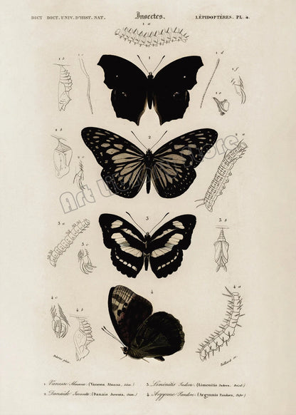 Dark Academia Woodland Moth Medusa Portrait Victorian Gothic Aesthetic Poster Canvas Painting Wall Art Pictures Home Decor Gift.