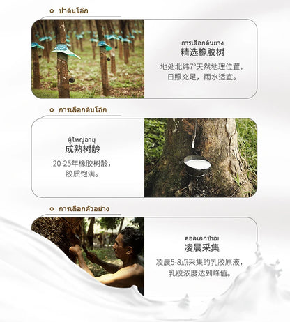 Top-Matratze aus 100 % Naturlatex, hochwertige Latexquelle, flüssig, faltbar, langsame Rückfederung, chinesische Matten mit anpassbarem Baumwollbezug