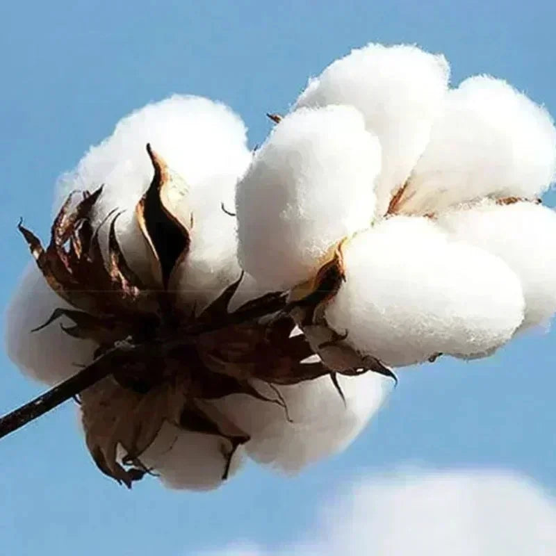 Damen Herbst Winter Kleidung Hoodies Sweatshirt Trackpants 2-teiliges Set Baumwolle Mode Kordelzug Übergroßer Pullover und Hose